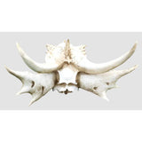 19.5" Dragon Skull Statue - Magick Magick.com