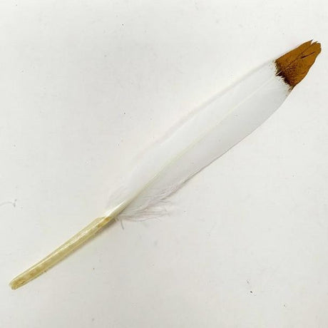 5-6" White Feather with Golden Tip - Magick Magick.com