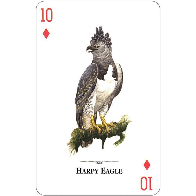 Birds of Prey of the Natural World Playing Cards by U.S. Game Systems, Inc. - Magick Magick.com