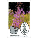 Edible Wild Foods Playing Cards by U.S. Game Systems, Inc. - Magick Magick.com