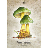 Mushroom Spirit Oracle by Nicola McIntosh - Magick Magick.com