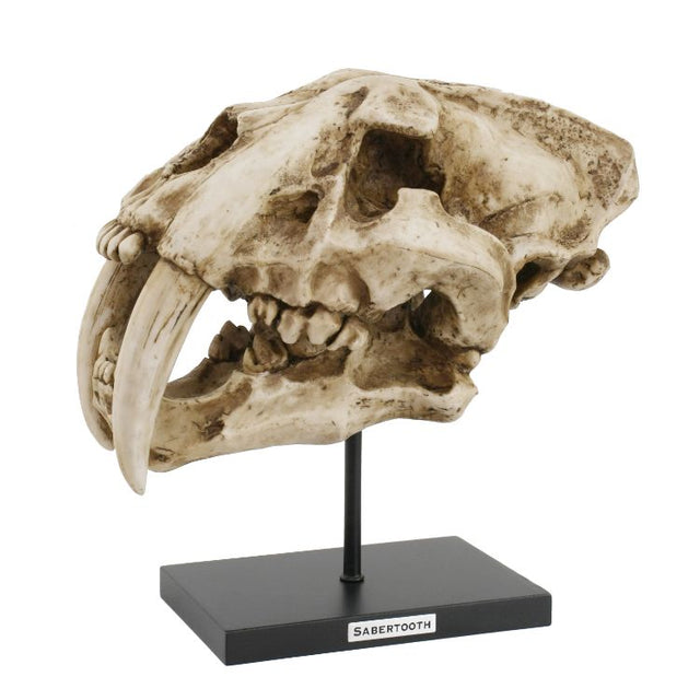 12.5" Sabertooth Skull on Stand Statue - Magick Magick.com