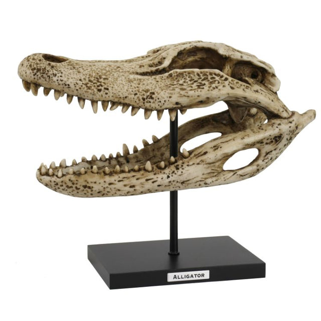 13.25" Alligator Skull on Stand Statue - Magick Magick.com