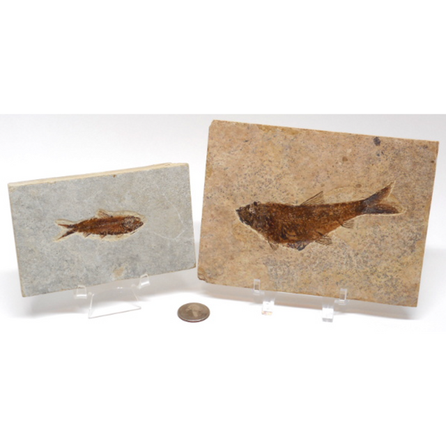 3-5" Knightia Fish Fossil - Magick Magick.com