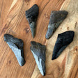 4-5" Megalodon Fossil Tooth Half - Magick Magick.com