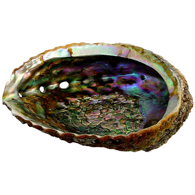 5.5" Abalone Shell Incense Smudge Burner - Magick Magick.com