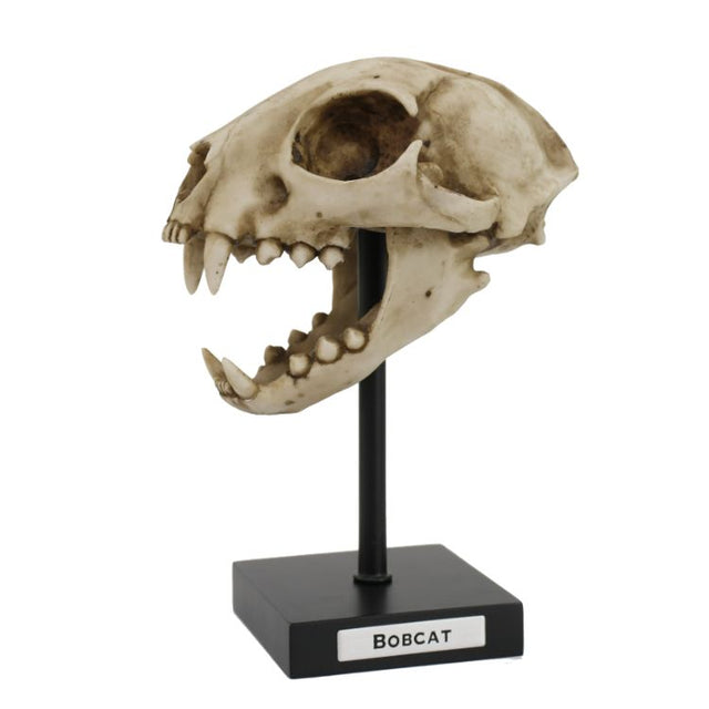 5.5" Bob Cat Skull on Stand Statue - Magick Magick.com