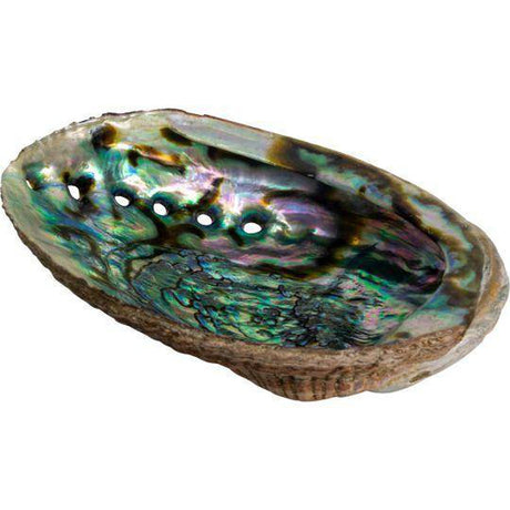 7-8" Abalone Shell Incense Smudge Burner - Magick Magick.com