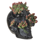 7.8" Black Skull with Succulents Statue - Magick Magick.com