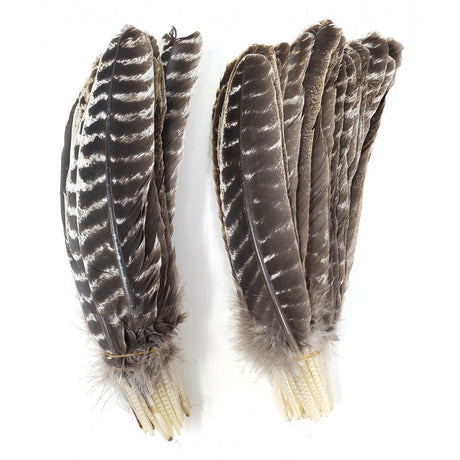 8-14" Turkey Barred Feather - Magick Magick.com