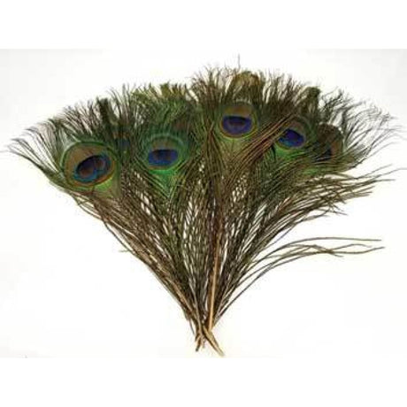 9-12" Peacock Feather (Pack of 10) - Magick Magick.com