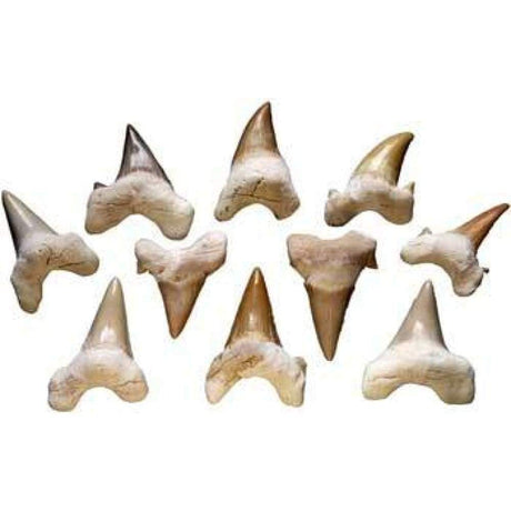 Shark Teeth - Magick Magick.com
