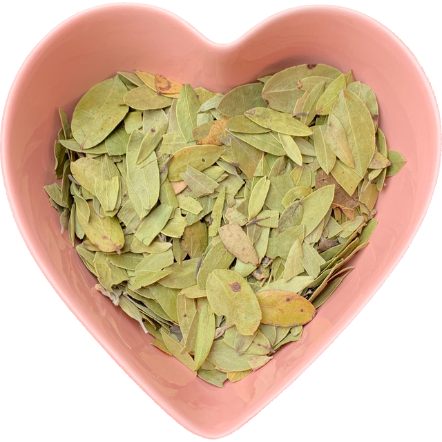 Uva Ursi Leaf Whole 1 oz (Arctostaphylos uva ursi) - Magick Magick.com