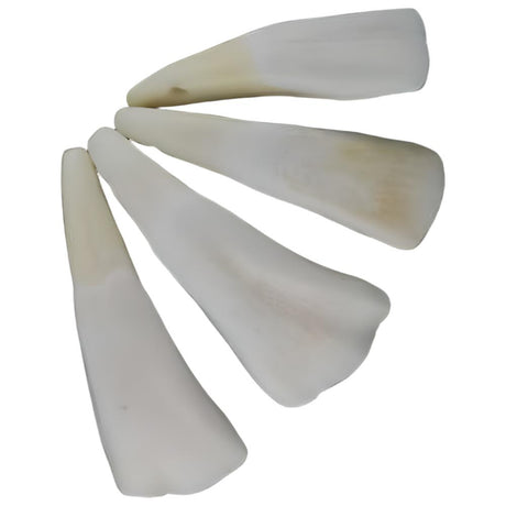 Water Buffalo Tooth - Magick Magick.com