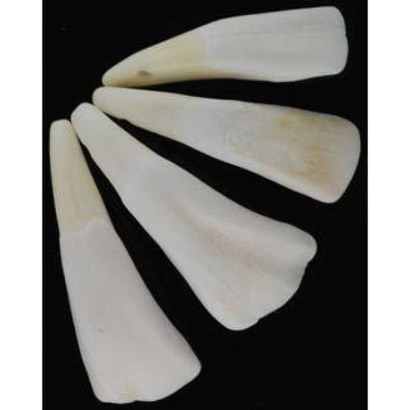 Water Buffalo Tooth - Magick Magick.com